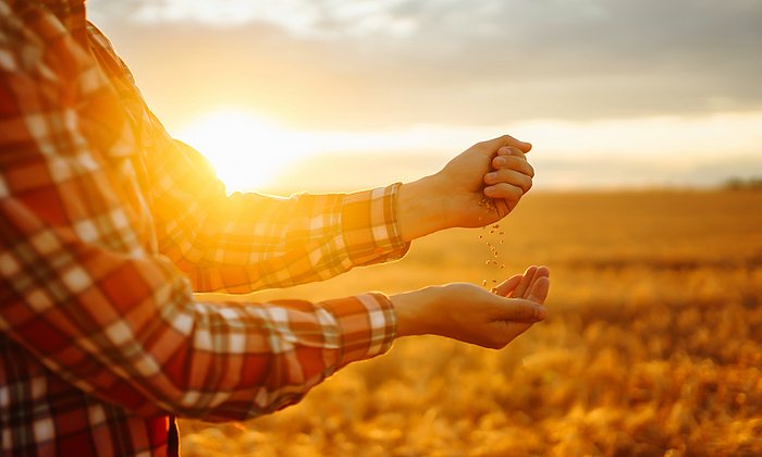 Mensch steht vor Weizenfeld im Sonnenuntergang, hält Weizenkörner in der Hand