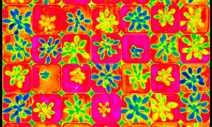 Zu sehen ist ein Thermogramm von 40 Tage alten Ackerschmalwandpflanzen, deren Temperatur farblich unterschiedlich dargestellt ist. Pflanzen mit gelber oder grüner Farbe haben einen niedrigen Wasserverbrauch. (Foto: Z. Yang und E. Grill/ TUM)