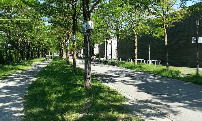 Ein Standort war die Lehrer-Wirth-Strasse in München, wo an Robinien Messgeräte unterhalb des Blattwerkes angebracht wurden. (Bild: F. Rahman/ TUM)