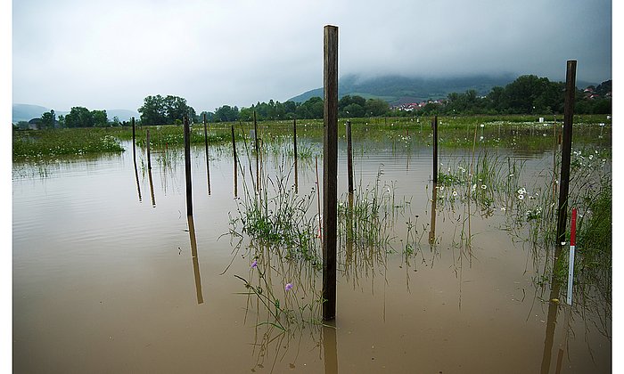 [Translate to en:] Die Flut 2013 zeigte den Wissenschaftlerinnen und Wissenschaftlern des Jena Experiments, dass artenreiches Grasland von Überschwemmungen profitieren kann.
