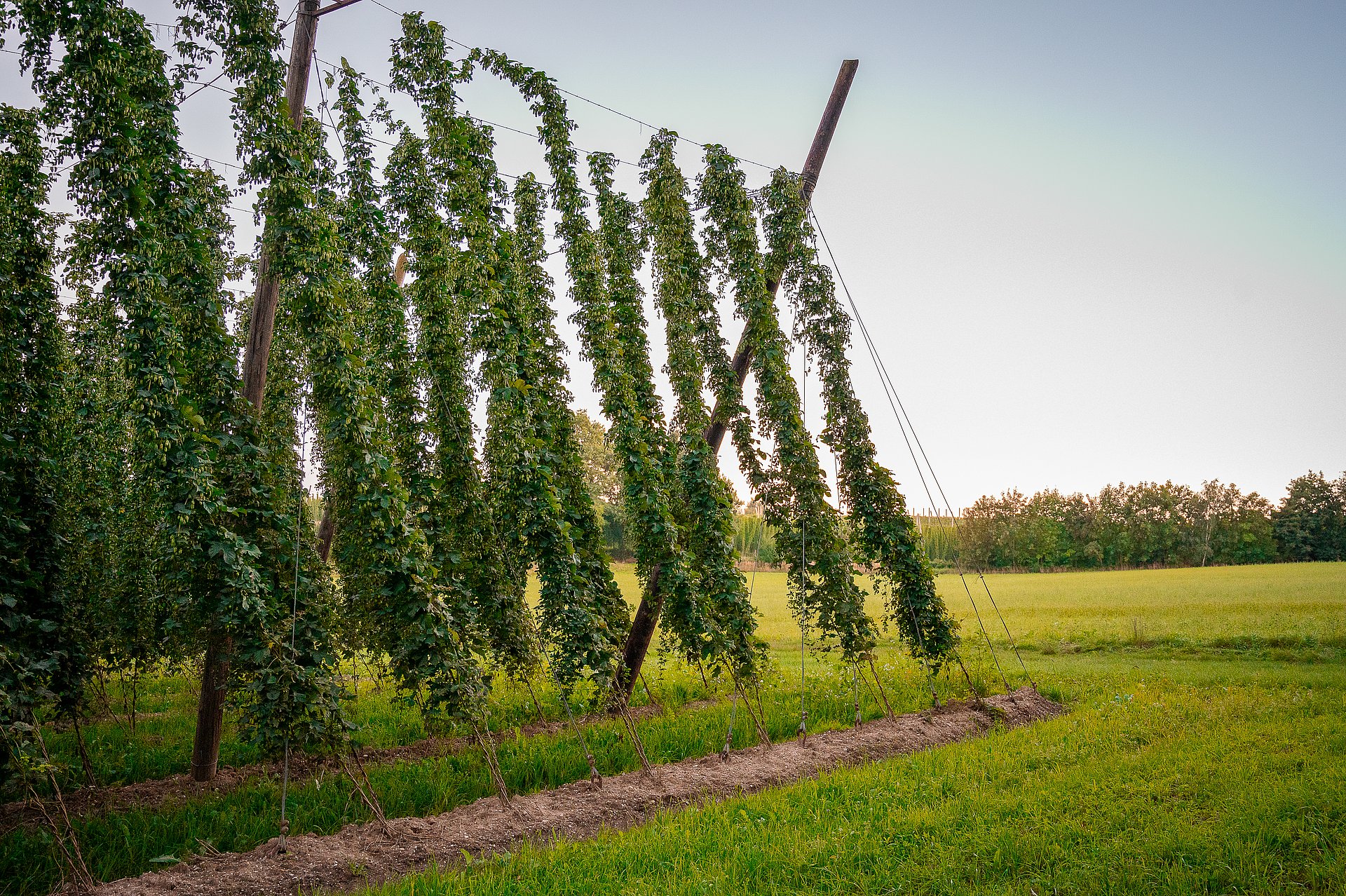 Hop vines in the Hallertau grow along a wire