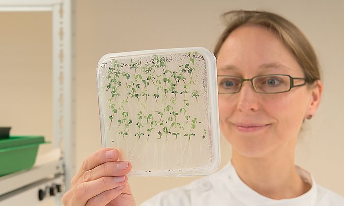 Woman in laboratory with seedlings in transparent container.