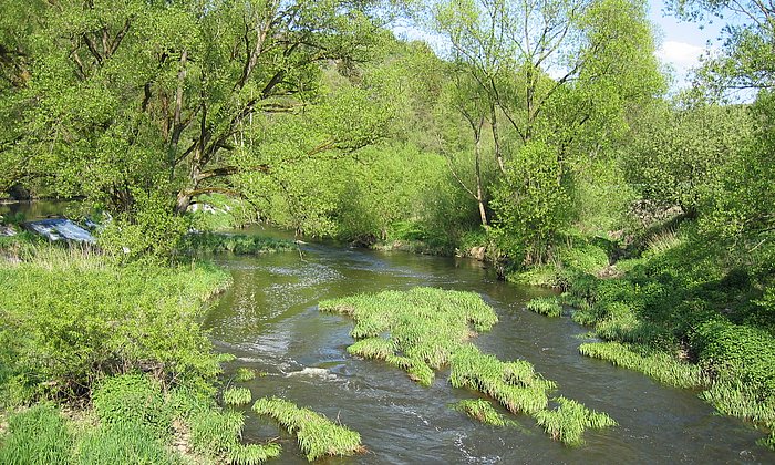 Die Durchströmung ist für den Boden eines Gewässers entscheidend und die Chance, den Flusslauf zu verändern, dadurch entsteht Lebensraum. (Foto: TUM/J. Geist)