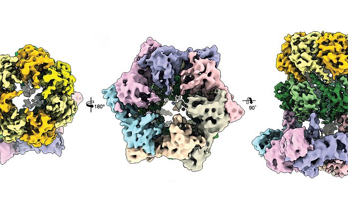 Drei kryo-elektronenmikroskopische Ansichten des Proteinkomplexes ClpX-ClpP.