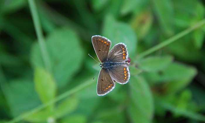 „Die Beobachtung über einen Zeitraum von 200 Jahren bestätigt den allgemeinen Trend, dass spezialisierte Schmetterlingsarten stark rückläufig sind, obwohl sie im Fokus des Naturschutzes stehen“, sagt Dr. Jan Christian Habel. (Foto: TUM/ J. Habel)