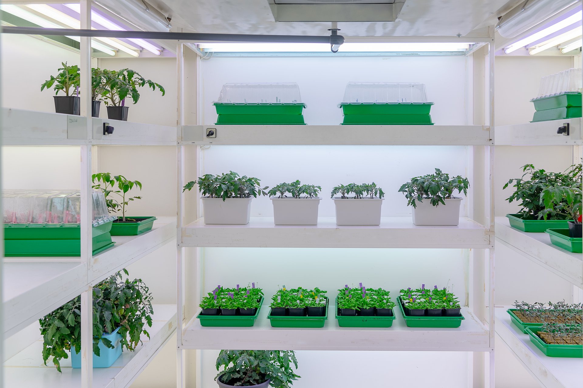 Tomato plants growing in a climate chamber.