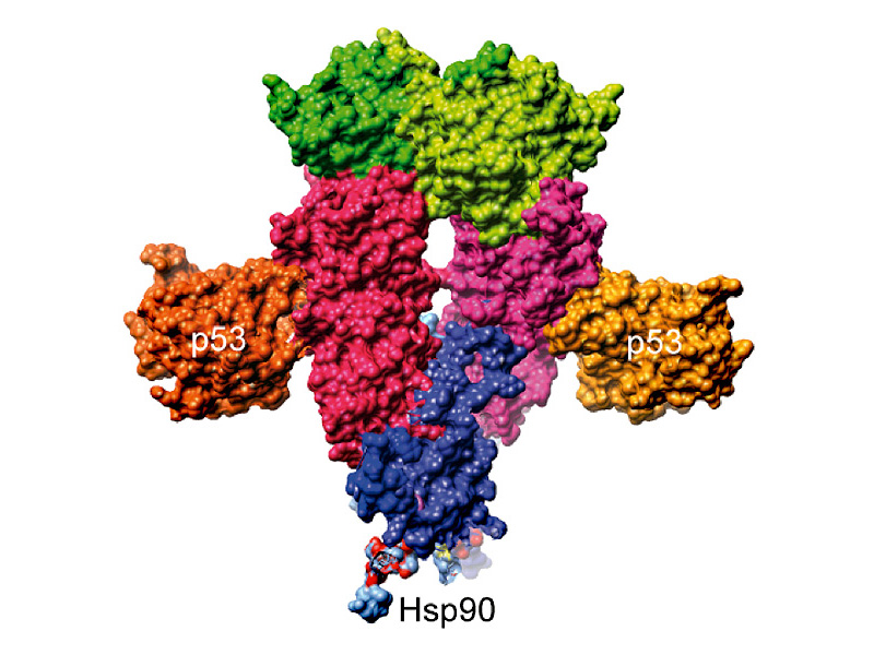 HSP90 schützt p53 bei Gefahr.
