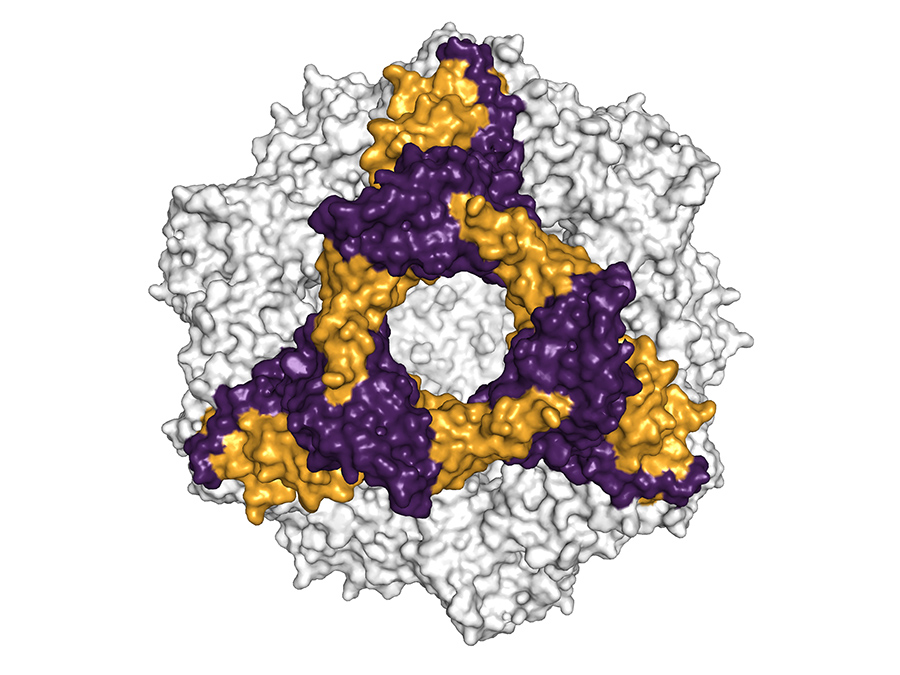 Räumliche Struktur des alphaB-Crystallins, eine hexamere Untereinheit ist farblich heraus gehoben – Bild: Andi Mainz / TUM