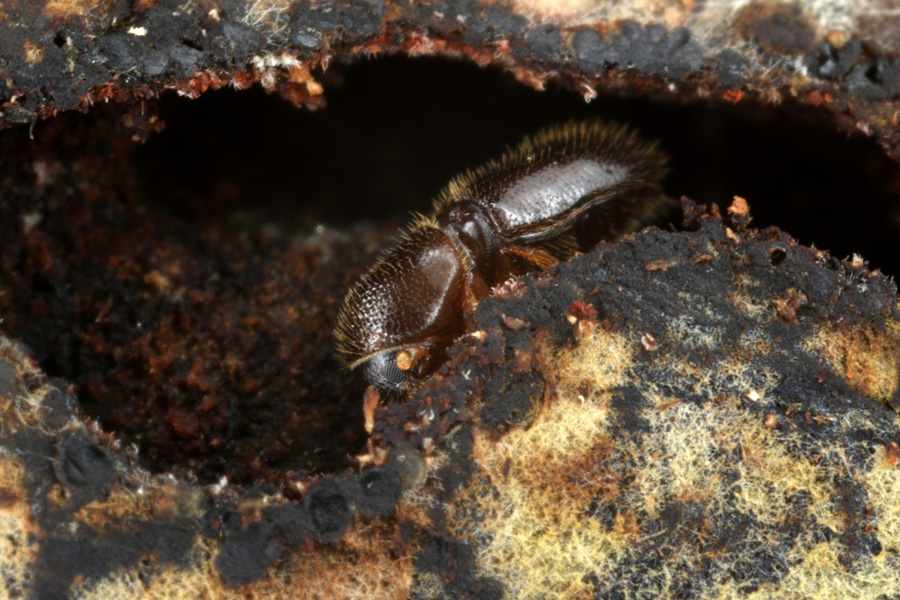 An ambrosia beetle in its gallery with fungal garden visible as whitish coating. (photo: G. Kunz for P. Biedermann/ JMU)