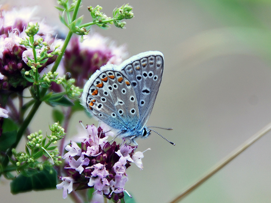 Hominy Blue (Polyommatus icarus). (Image: Jan Christian Habel / TUM)
