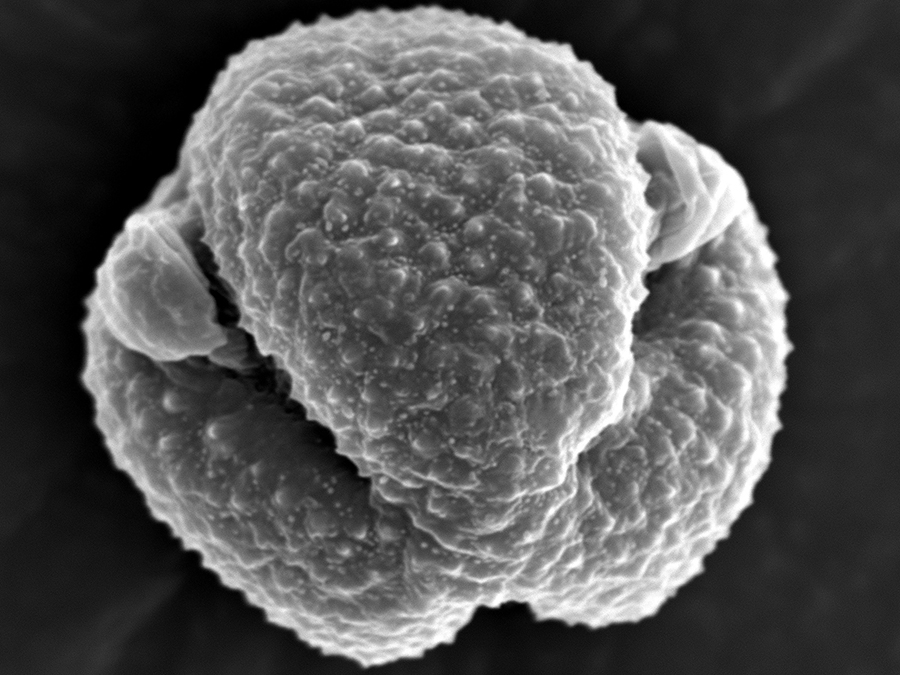 Aufnahme eines Rasterelektronenmikroskops (REM) von einem Artemisia-Pollen. (Bild: J. Buters / TUM)