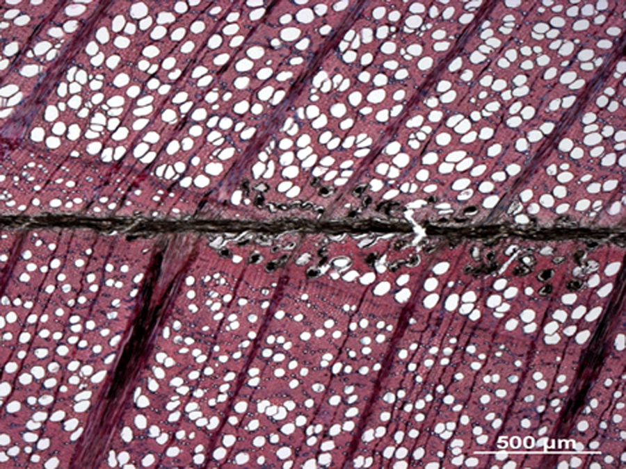 Mikroskopische Aufnahme einer Holzverklebung. Bild: Ralf Rosin / TUM