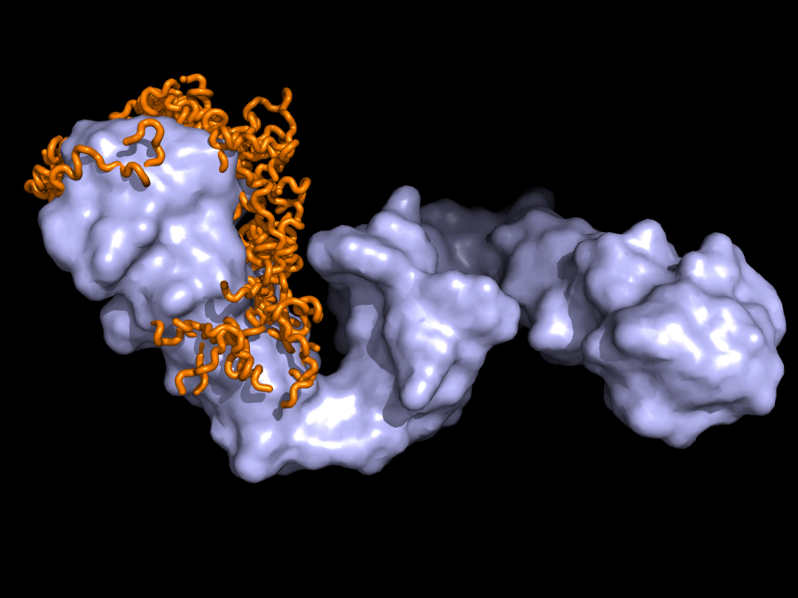 NMR/SAXS structural model of the Hsp90-Tau protein complex (light blue:  Hsp90, orange: tau-protein) (image: Tobias Madl / TUM/HMGU)