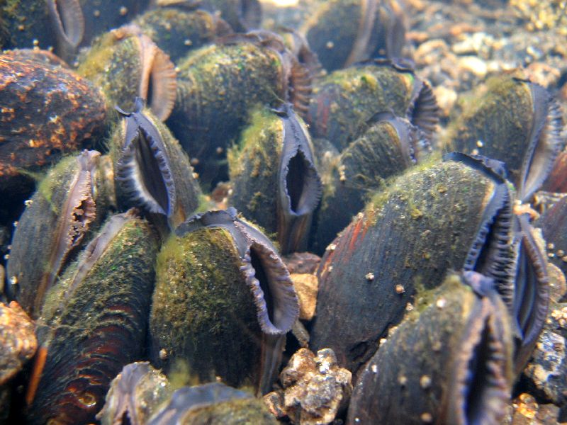 Wissenschaftler wollen die Flussperlmuschel vor dem Aussterben bewahren. (Bild: J. Geist / TUM)