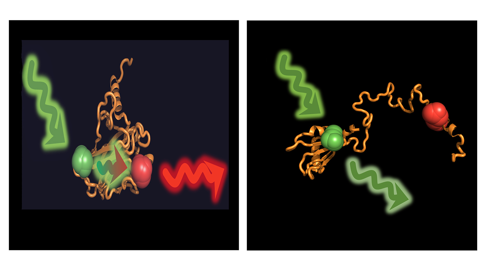 Ist das das Protein p53 gefaltet, kann der Donor eingestrahlte Energie auf den Akzeptor übertragen (links). Im aufgefalteten Zustand, der durch Chaperone induziert wird, sind beide zu weit voneinander entfernt. 