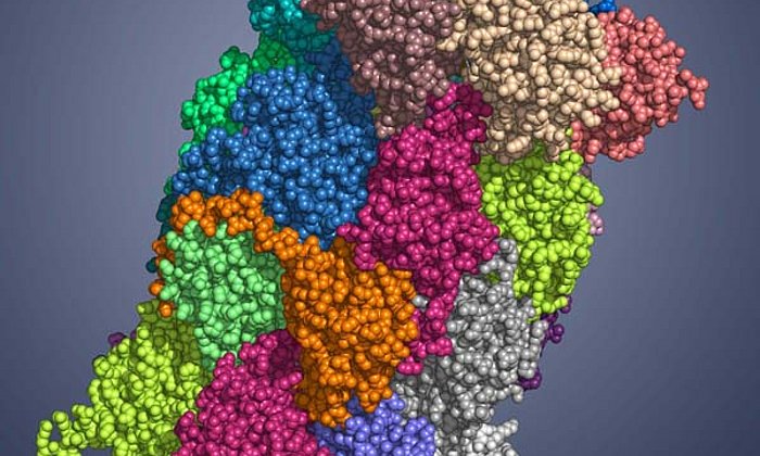 Immunoproteasome