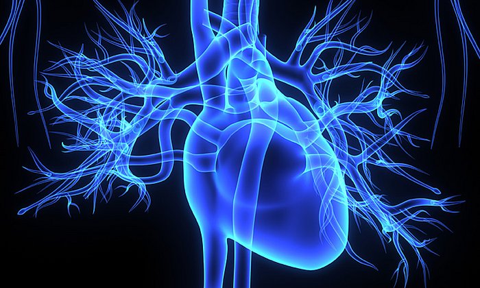 Aufgrund seiner hohen Stoffwechselaktivität haben sich die Wissenschaftler für diese Studie auf den Herzmuskel konzentriert. (Grafik: 7activestudio/ iStock)