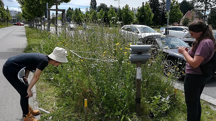 The TUM Chair of Restoration Ecology studies the effects of wild plant areas along traffic axes in Munich, such as here at Luise Kiesselbach-Platz.