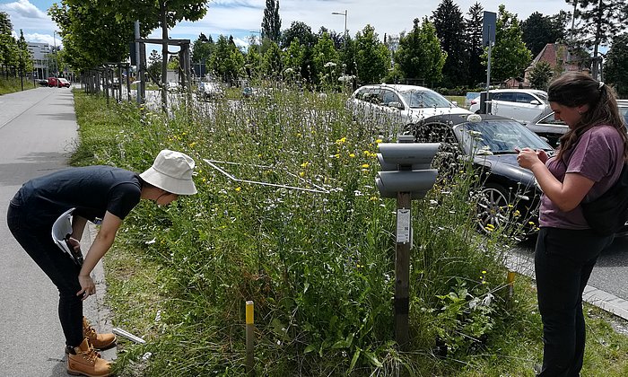 The TUM Chair of Restoration Ecology studies the effects of wild plant areas along traffic axes in Munich, such as here at Luise Kiesselbach-Platz.