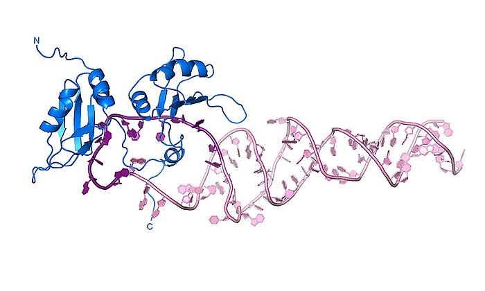 Das Protein (blau) erkennt die pri-miR18a (pink) und formt deren Struktur zur fertigen miRNA. (Bild: H. Kooshapur / TUM)