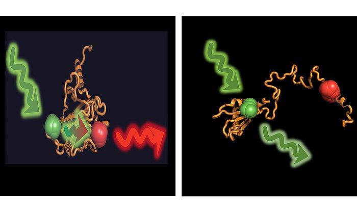 Ist das das Protein p53 gefaltet, kann der Donor eingestrahlte Energie auf den Akzeptor übertragen (links). Im aufgefalteten Zustand, der durch Chaperone induziert wird, sind beide zu weit voneinander entfernt. 