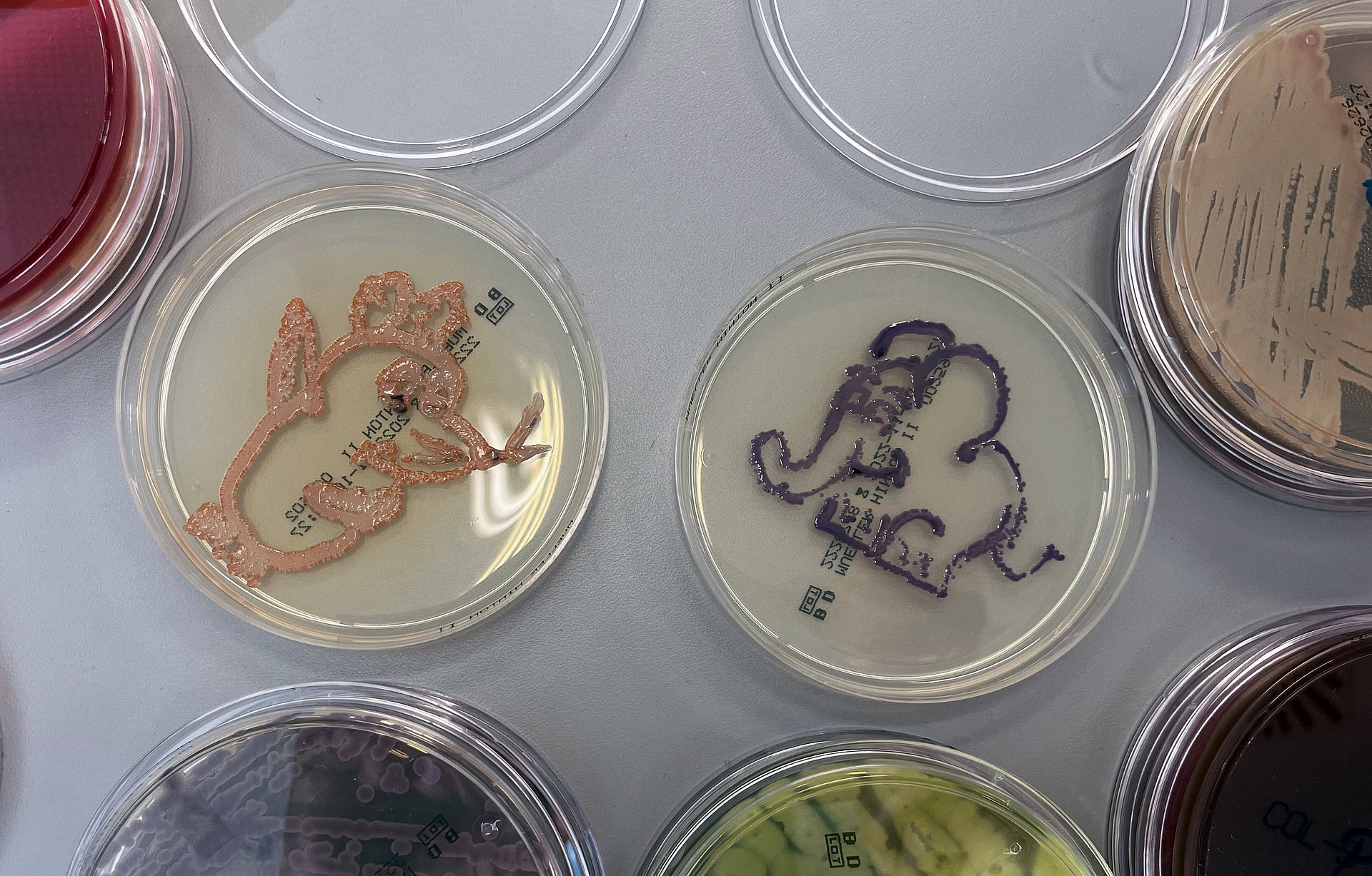 Petri dishes with mouse and elephant pattern