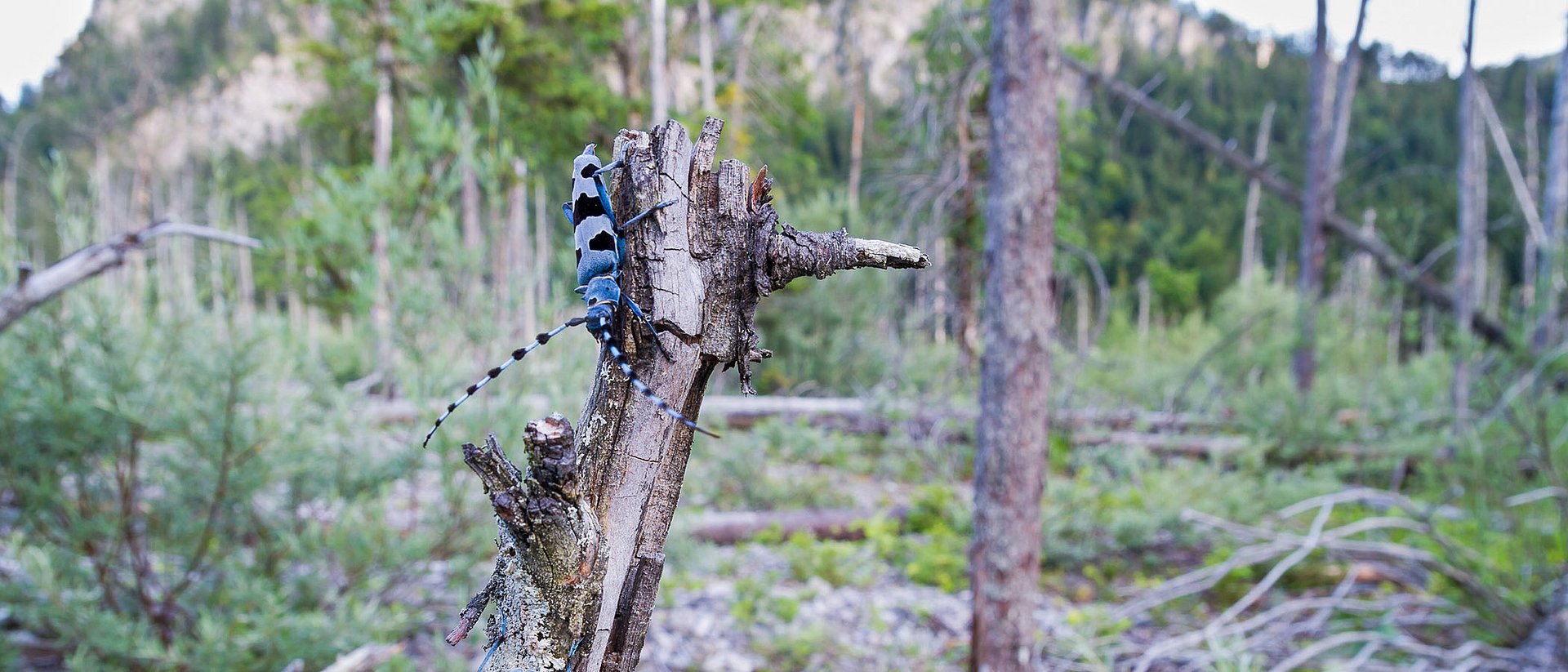 Der Alpenbock (Rosalia alpina) gehört zu den Bockkäfern. Seine Larven ernähren sich von abgestorbenem Holz. 