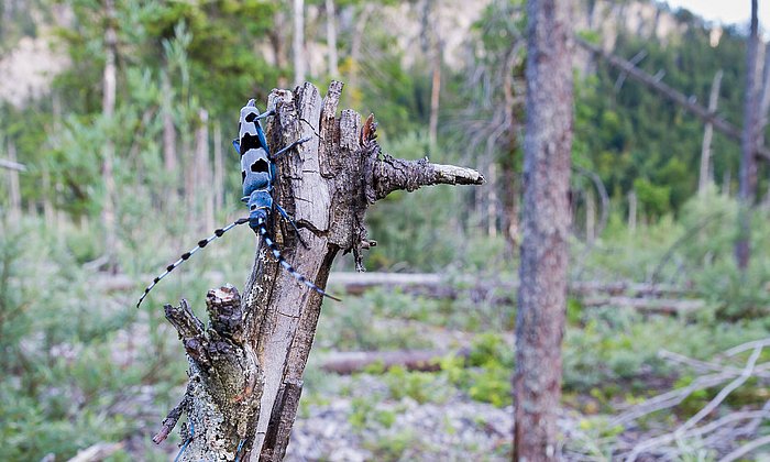 Der Alpenbock (Rosalia alpina) gehört zu den Bockkäfern. Seine Larven ernähren sich von abgestorbenem Holz. 