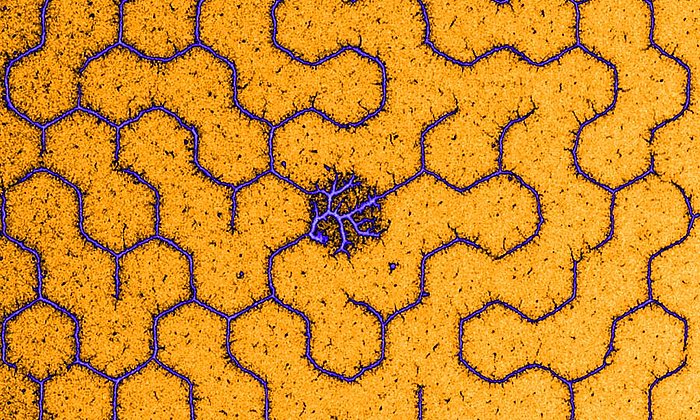 Labyrinth aus kondensierten DNA-Molekülen.