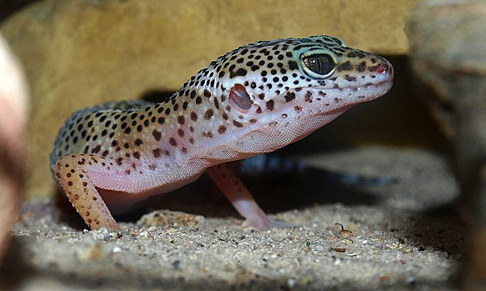 Ein luftgefüllter Kanal verbindet die Ohren der Eidechse im Inneren und ermöglicht ihr das Richtungshören – Bild: Frieder Mugele, Universität Twente