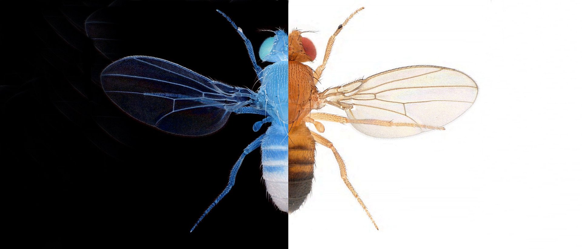 Dopamine helps animals like the fly Drosophila melanogaster to classify good and bad (symbolized by black and white) in their decisions. Dopamine helps animals like the fly Drosophila melanogaster to classify good and bad (symbolized by black and white) in their decisions.