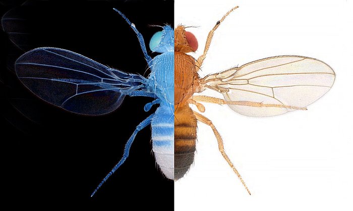 Fliege Drosophila melanogaster