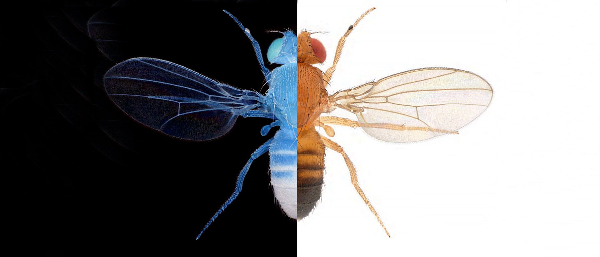 Fliege Drosophila melanogaster