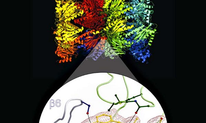 Ein Hydroxyharnstoff-Derivat blockiert das Proteasom