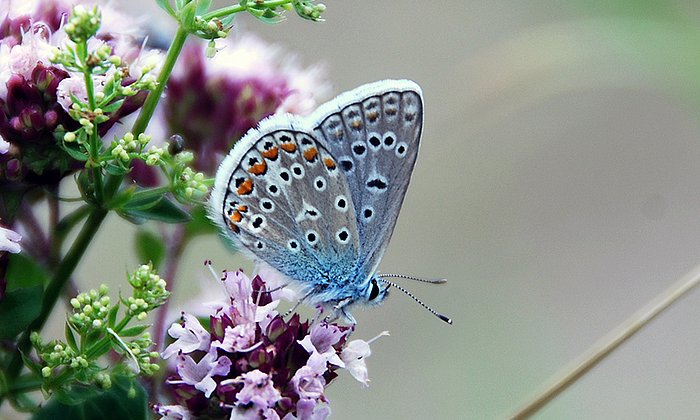Hominy Blue (Polyommatus icarus). (Image: Jan Christian Habel / TUM)