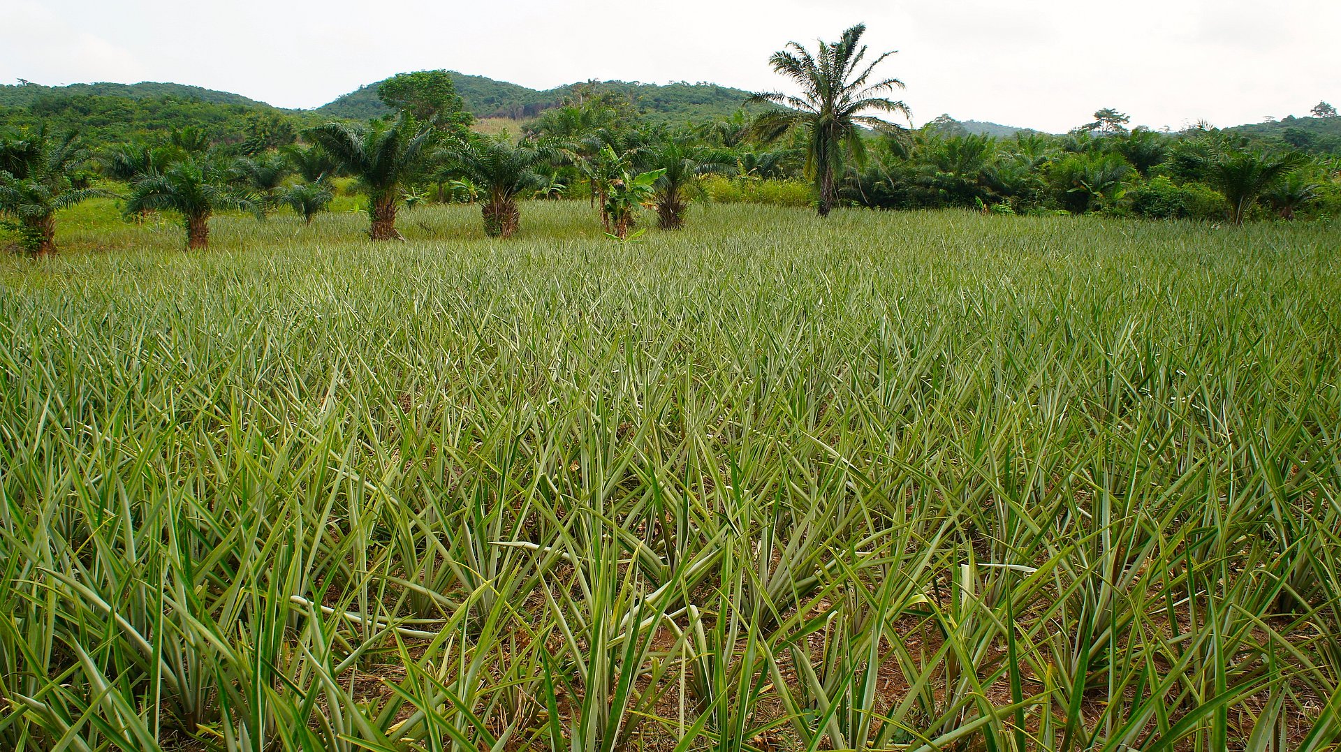 Eine nachhaltige Landwirtschaft etablieren, das ist für den Ananasanbau in Ghana das Ziel. Diese verringert die irreversible Schädigung der Böden, erhöht deren Fruchtbarkeit und am Ende ebenso Ertrag und Einkommen. (Foto: TUM/ D. Wüpper)