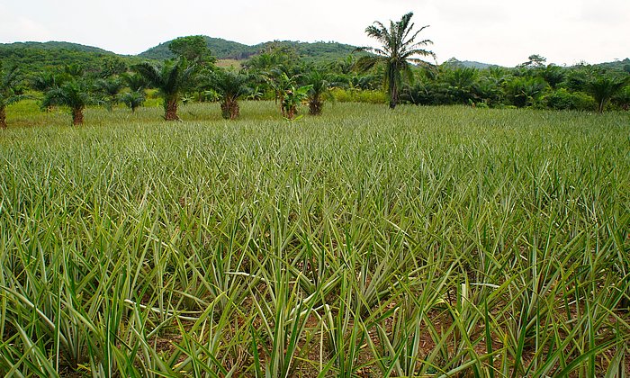 Eine nachhaltige Landwirtschaft etablieren, das ist für den Ananasanbau in Ghana das Ziel. Diese verringert die irreversible Schädigung der Böden, erhöht deren Fruchtbarkeit und am Ende ebenso Ertrag und Einkommen. (Foto: TUM/ D. Wüpper)