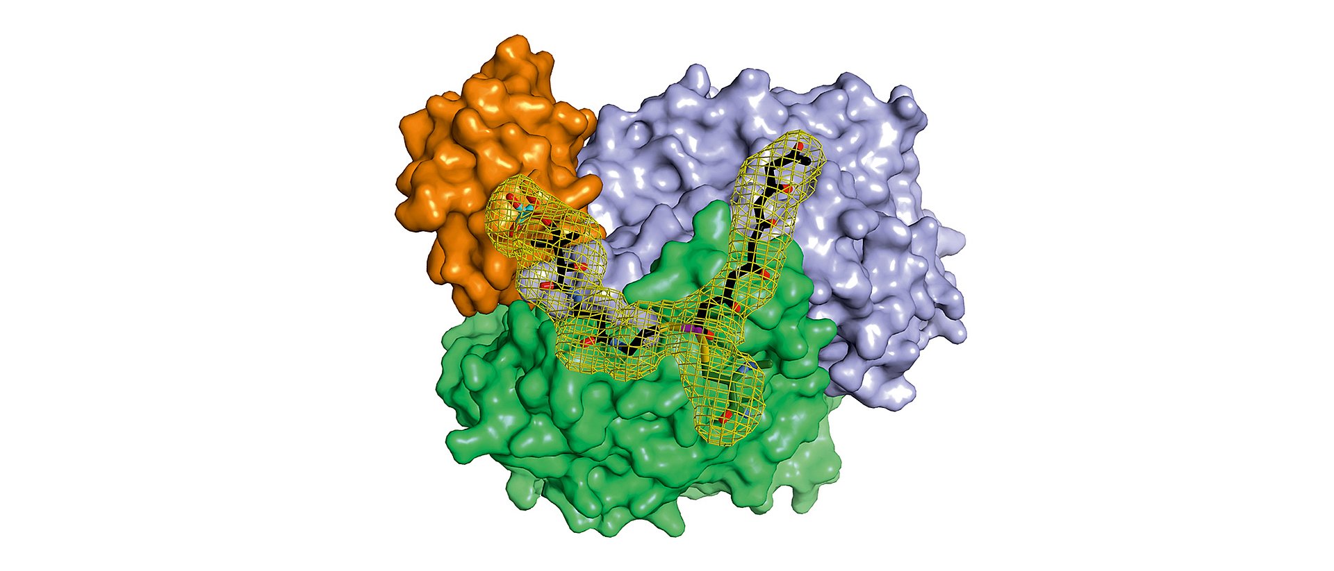 200706_Oktaketid_2100 A complex of three proteins protects the highly reactive hexaketide when it is extended to the octaketide. In cooperation with other proteins, important natural substances are produced from the resulting octaketide.