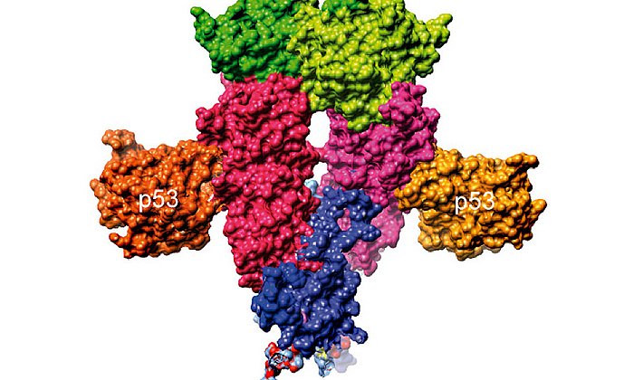 HSP90 protects p53 at risk.