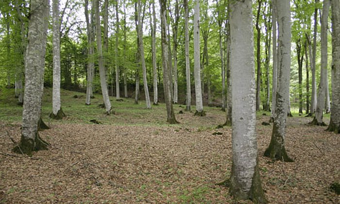 Durch Trockenheit können Wälder gefährdet werden. (Foto: Ralf Rosin / TUM)