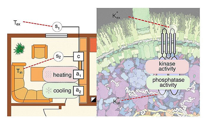 Bacterium E. coli applies a robust dual sensor strategy to regulate its internal potassium concentration – modern heating systems apply a very similar strategy to temperature control – Image: Filipe Tostevin / TUM, David Goodsell / PDB-101