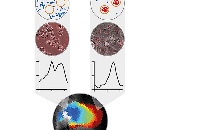 Veränderung des optoakustischen Signals von phototrophen Bakterien durch die Aufnahme von Makrophagen (außerhalb von Makrophagen: blau; innerhalb von Makrophagen: rot). Die in der oberen Reihe schematisch dargestellte Situation kann sowohl im Mikroskop (2. Reihe) als auch mittels MSOT (unten) nachverfolgt werden. Dabei gibt die Veränderung des MSOT-Signals (3. Reihe) Auskunft über die Verteilung von Rhodobacter-Zellen, die sich innerhalb und außerhalb von Makrophagen befinden und damit über ihre Lokalisation und Aktivität. (Bild: Helmholtz Zentrum München)