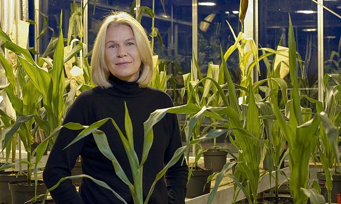According to the head of the Synbreed project, Prof. Chris-Carolin Schön, optimizing breeding methods will be an important technology for the future. (Image: A. Heddergott / TUM)