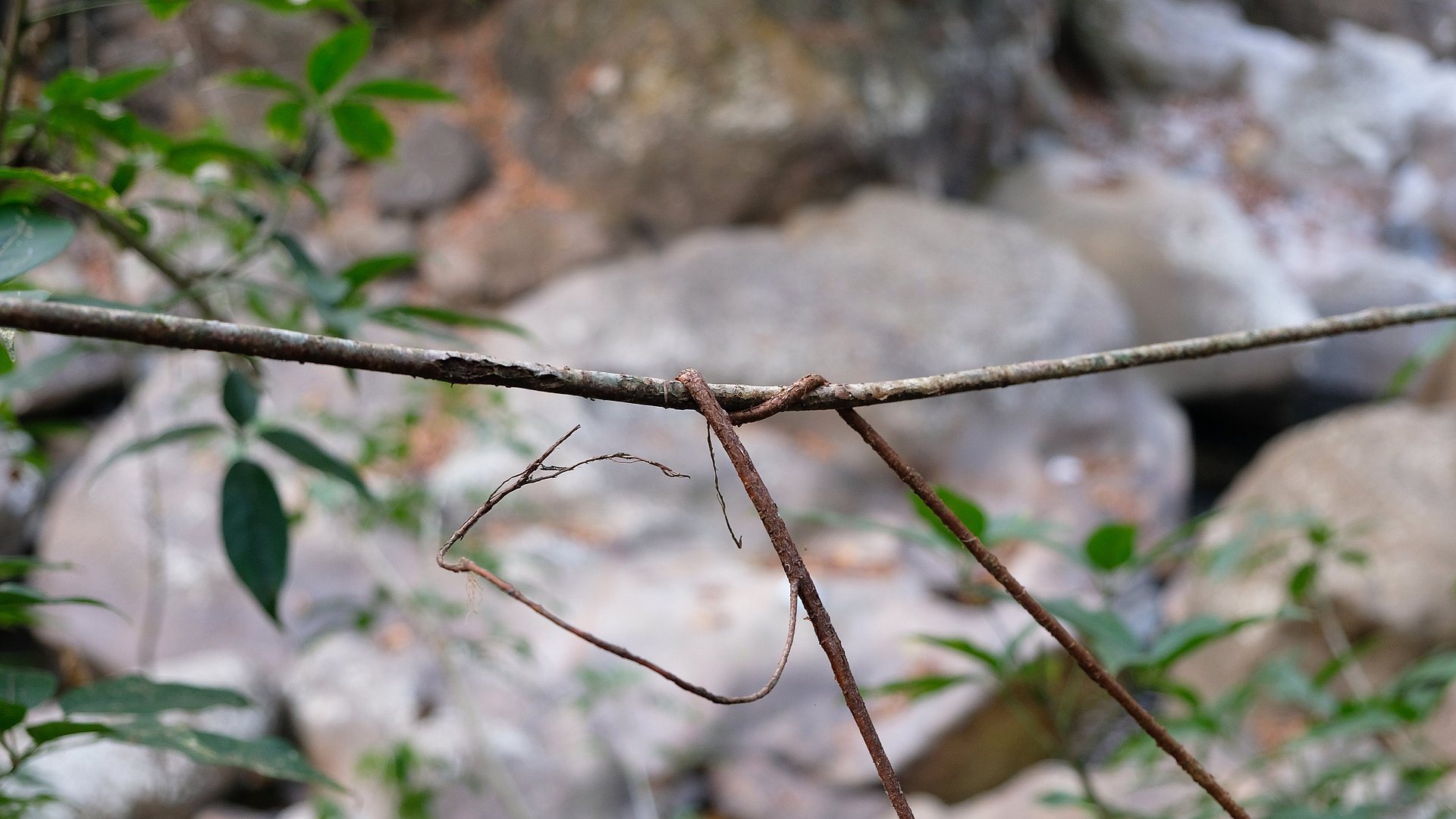 Eine junge und eine etwas ältere Luftwurzel wurden zu einem Netzwerk verknotet, wodurch sie sich verkürzen und straffen. Später werden die Wurzeln an dieser Stelle miteinander verwachsen.