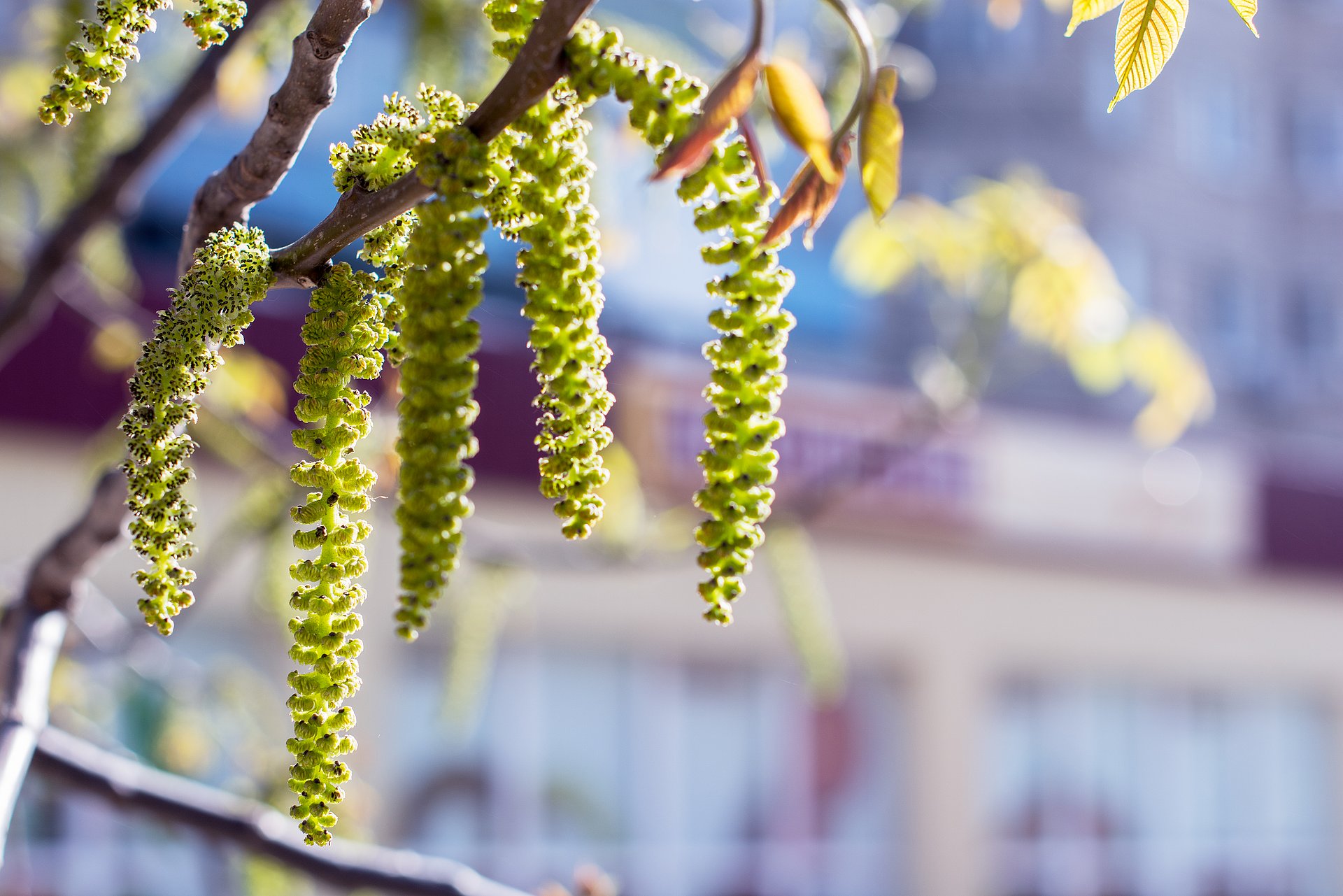 Birch pollen in the sunlight.