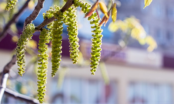 Birkenpollen im Sonnenlicht.