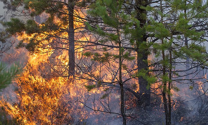 Wissenschaftler der TUM untersuchen in einer Studie die Waldbrandgefahr in Bergwäldern. (Foto: Viesinsh / fotolia.com)