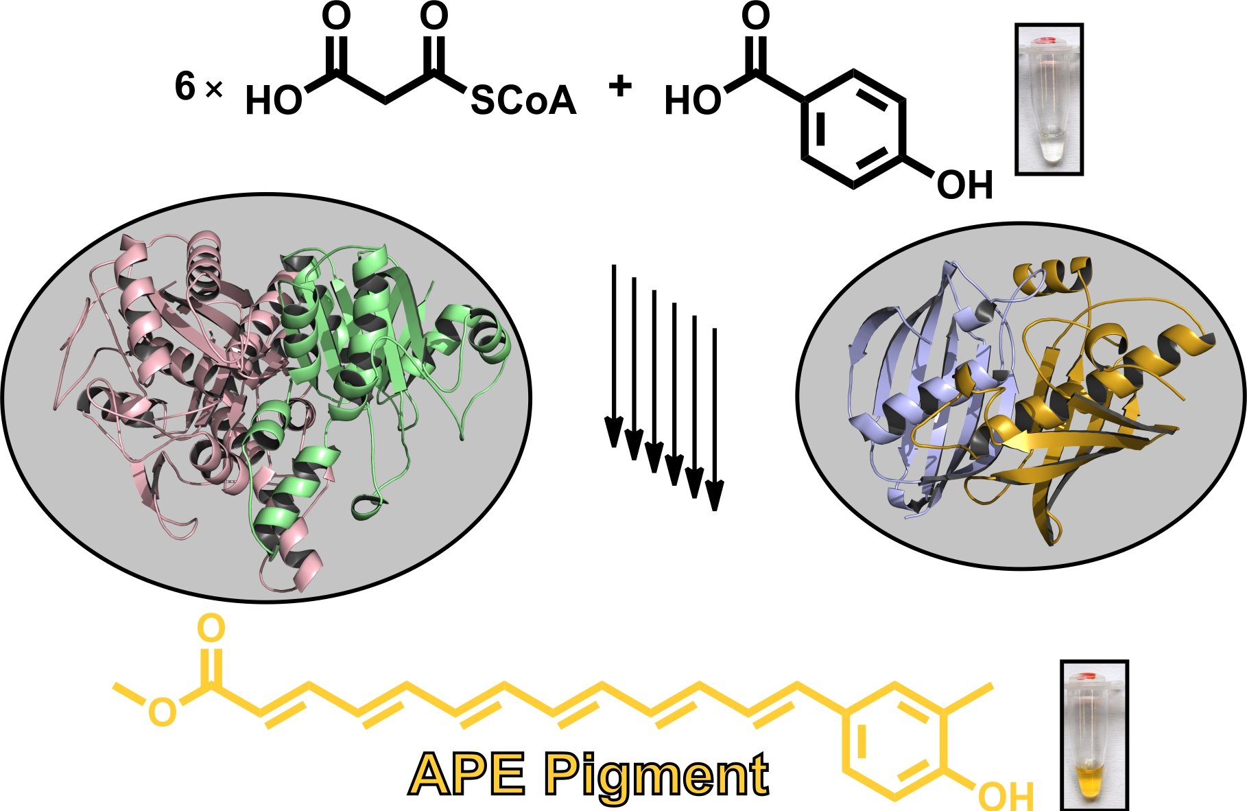 Assembly of bacterial arylpolyene pigments.