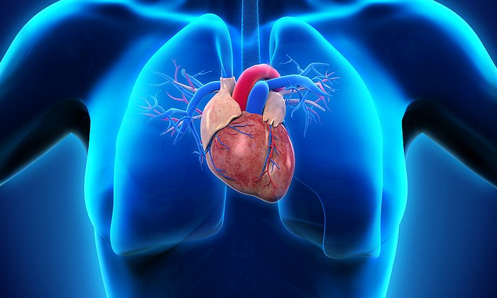 Computer rendering of a human heart.