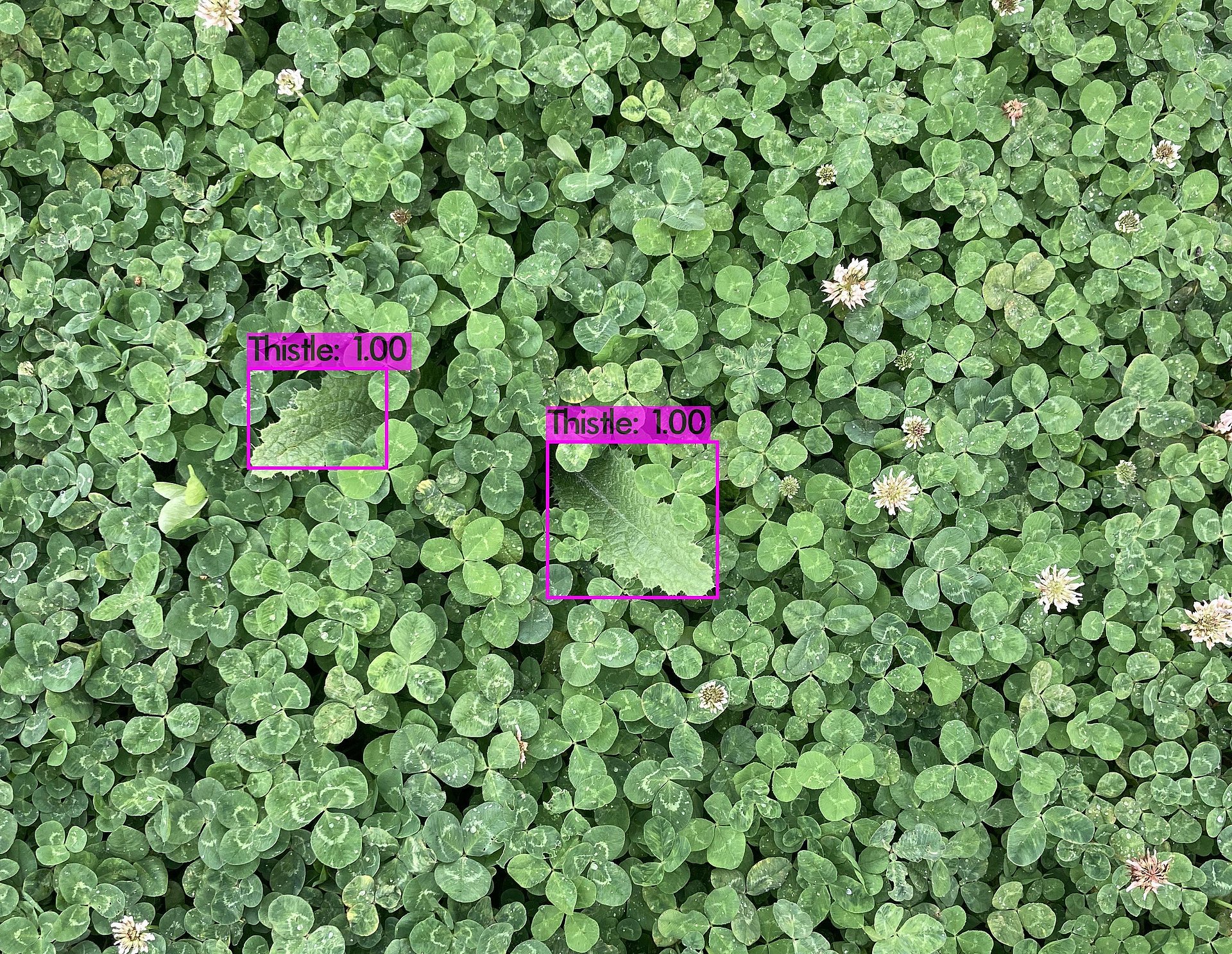 The software is able to differ between thistles (violet marks) and clover on recordings of the camera drone.